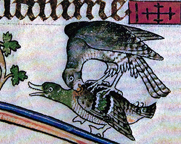 Duck Hawk image