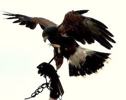 Hawk image