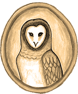 Owl drawing