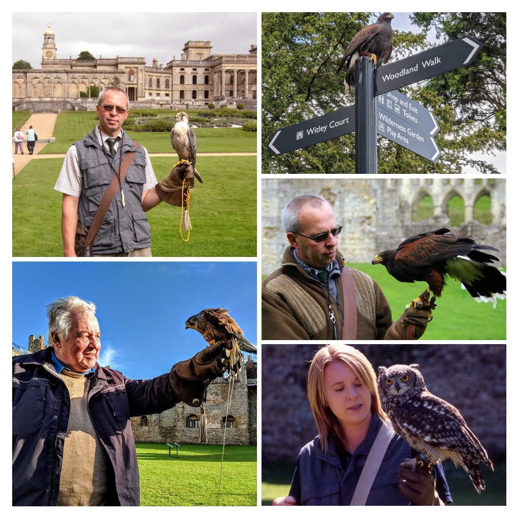 Falconry Experience Days